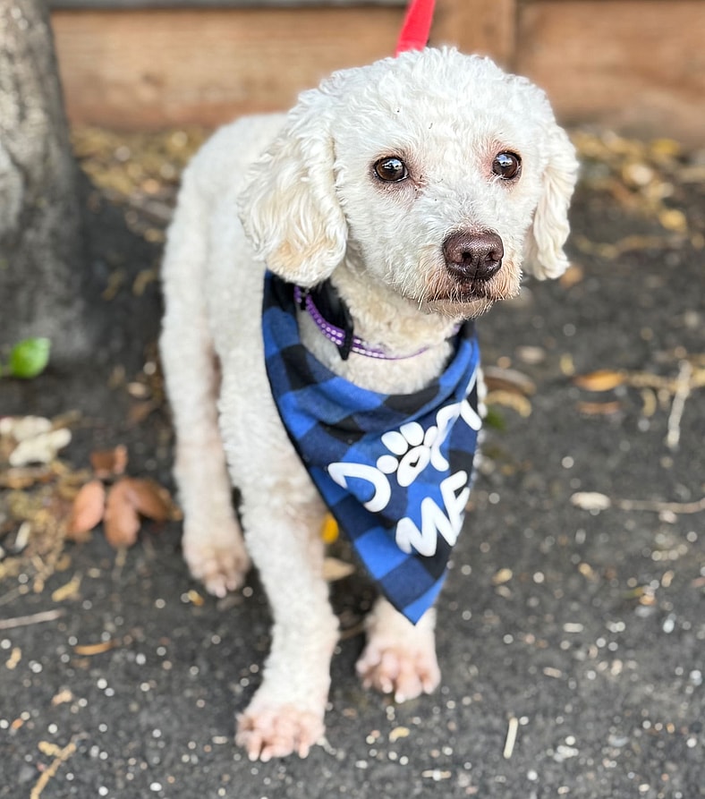 Firecracker - Maltese