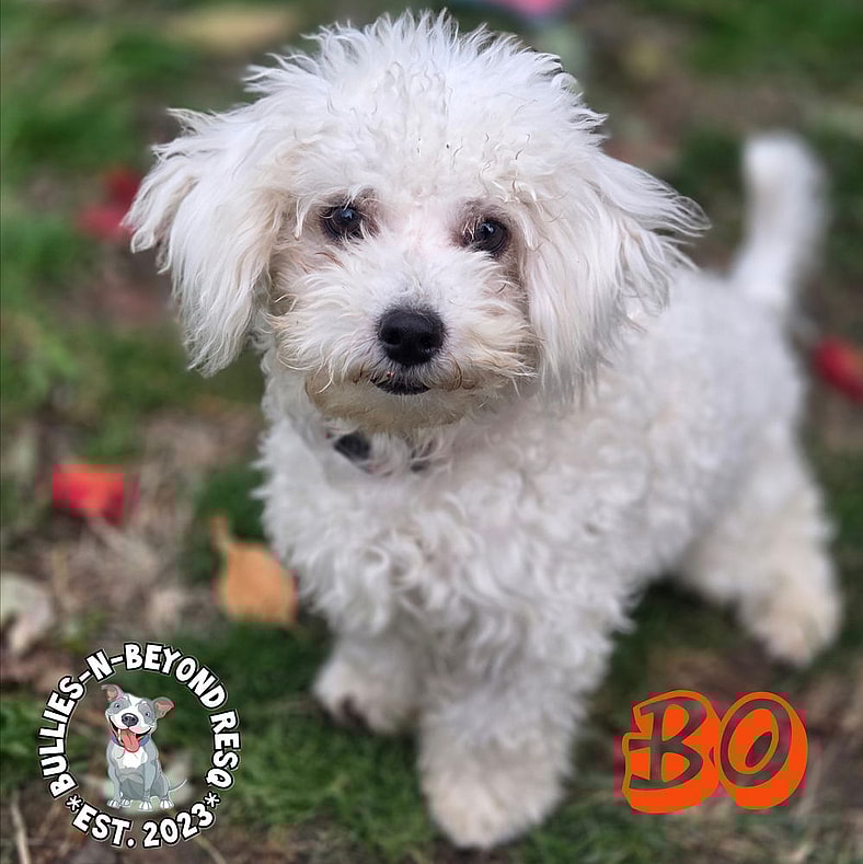 Bo - Maltese