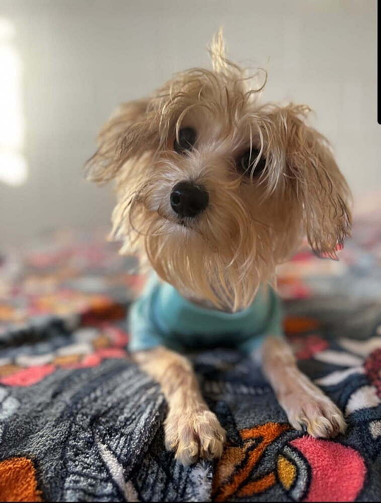 Brittany Spears - Maltese