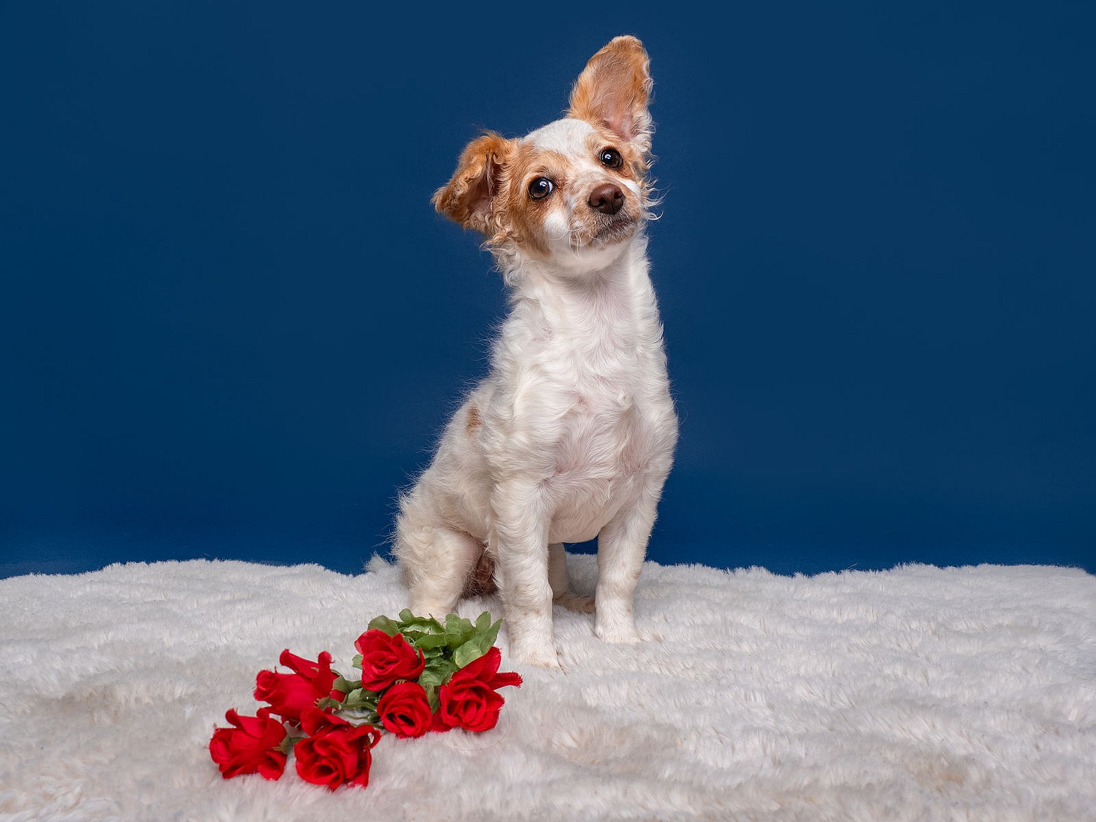 Ladybug - Poodle (Miniature)