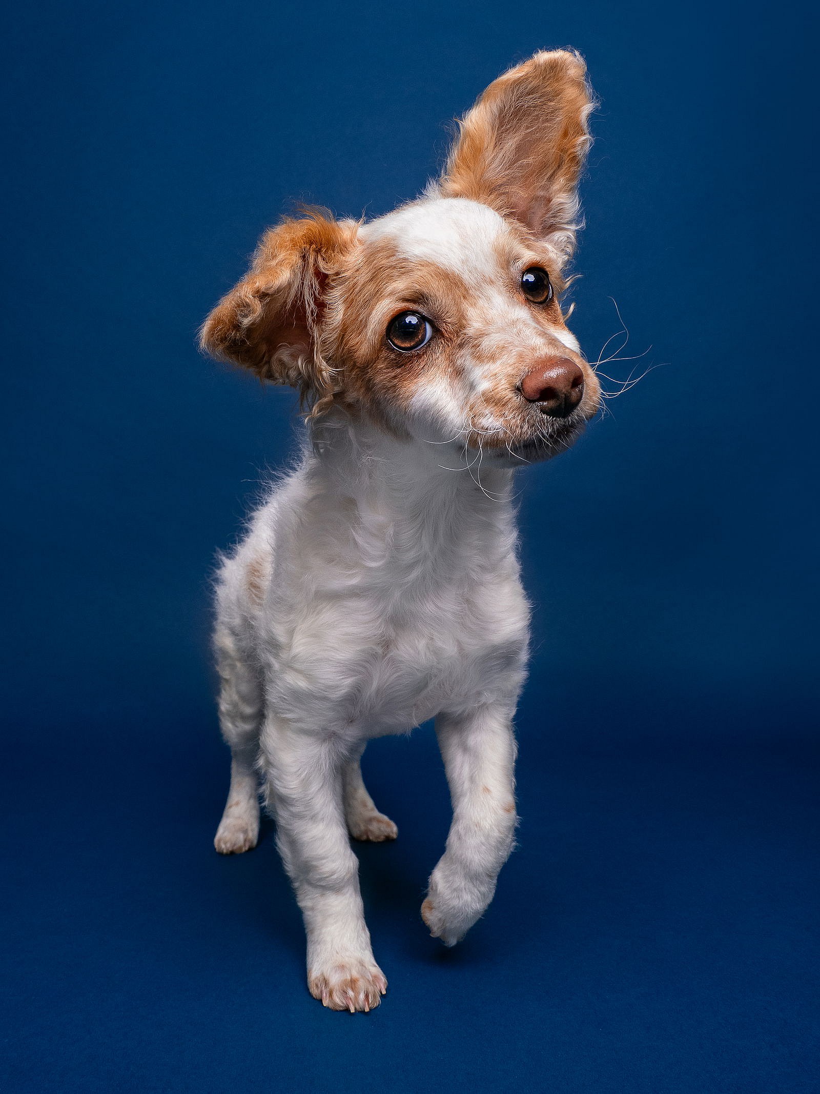 Ladybug - Poodle (Miniature)