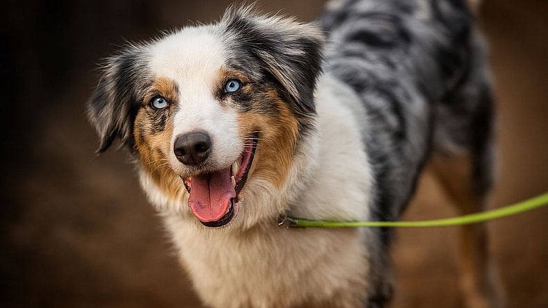 Dundee - Anatolian Shepherd