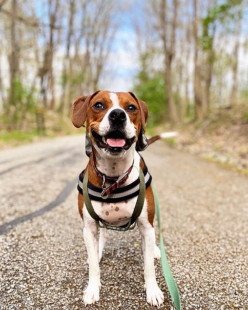 Winston, the Beagle that watches TV