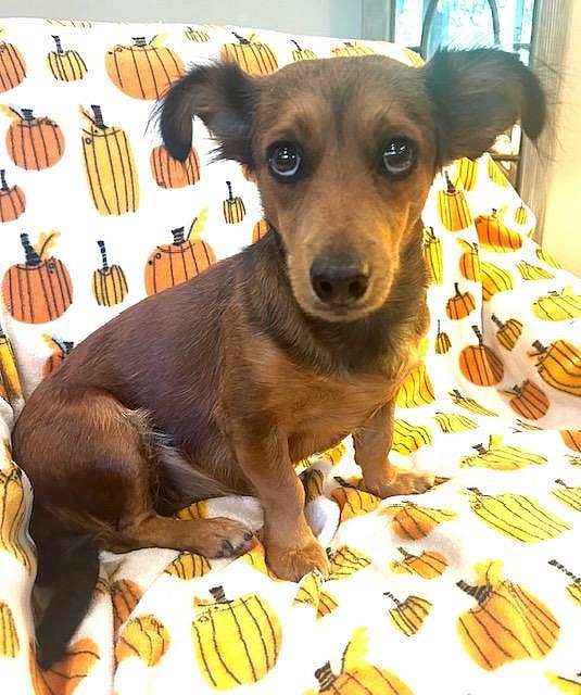 Cricket  -  Las Vegas