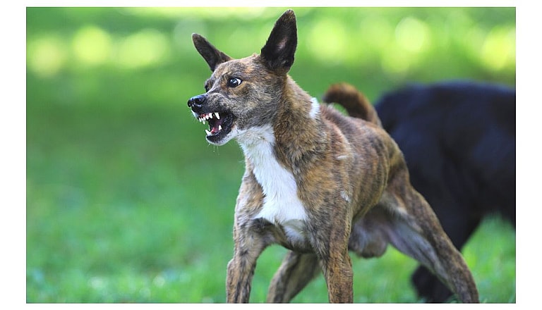 Aggressive Dog Breeds