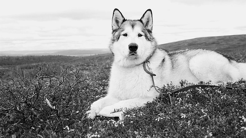 The Alaskan Malamute: America’s Arctic Powerhouse With a State in Its Name