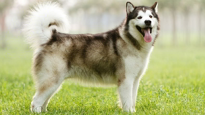 The Alaskan Malamute: America’s Arctic Powerhouse With a State in Its Name
