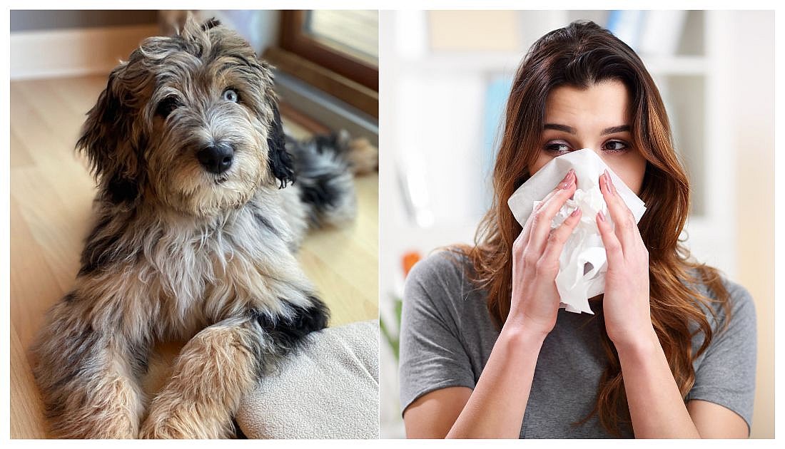 Are Aussiedoodles Hypoallergenic?