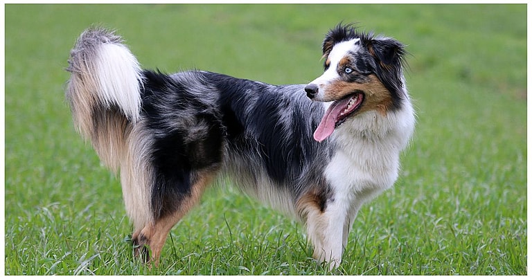 Australian Shepherds with Long Tails