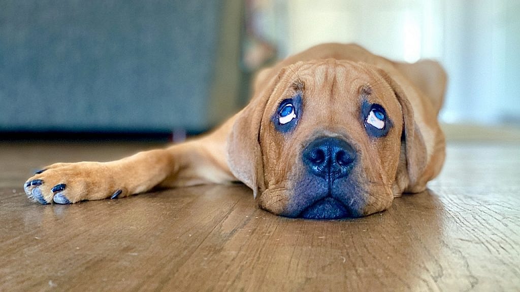 Kobe the cane corso laying down