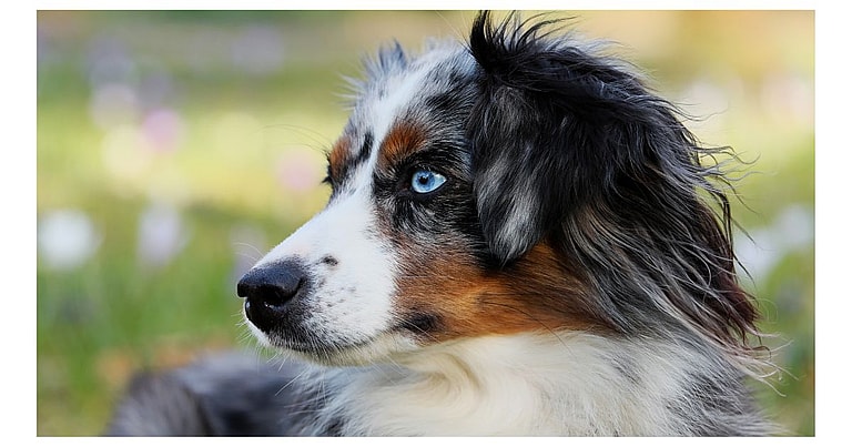 Blue Merle Australian Shepherds