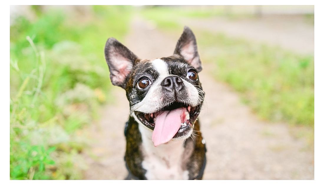 Boston Terrier Names