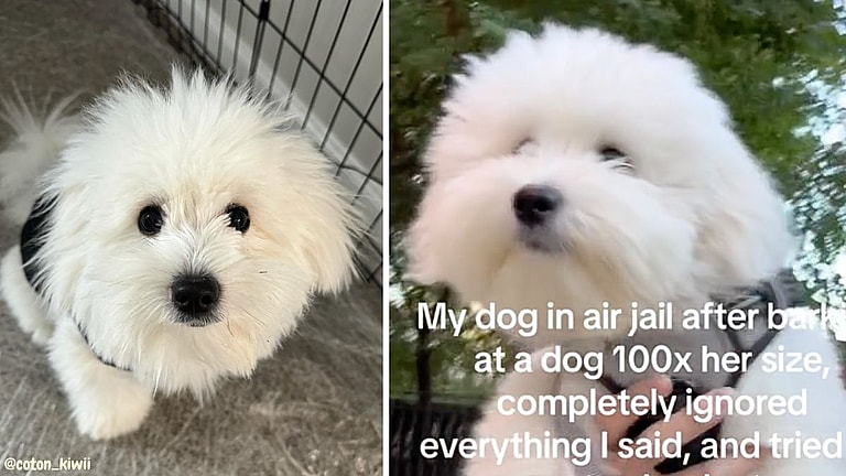 Adorable Coton de Tulear Dog Goes To ‘Air Jail’ For Being a Royal Pain In The Butt