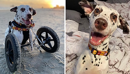 Two Legged dog - dalmatian uses wheelchair