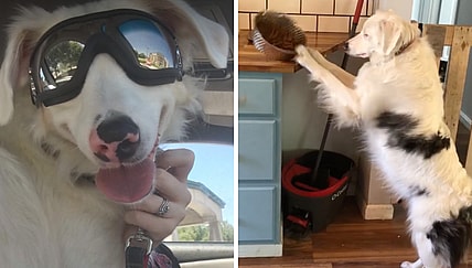 Echo is a double merle dog who is blind and deaf