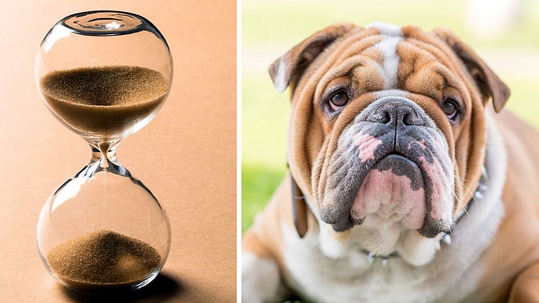 English Bulldog’s Lifespan