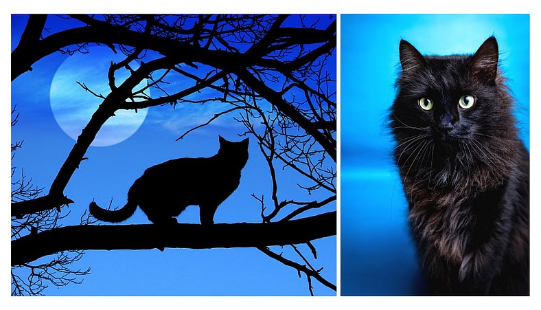The Enigma of the Black Cat
