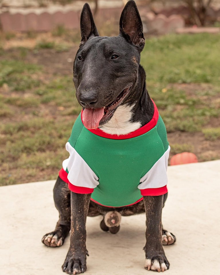 Dog with long nose Bull Terriers