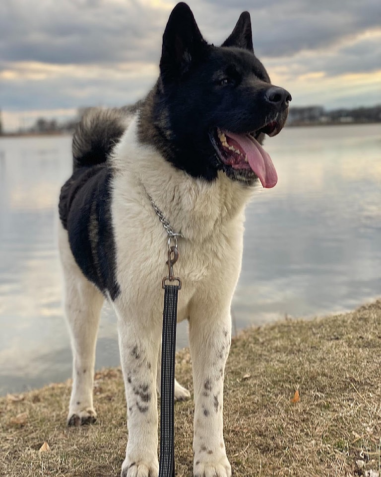 Aggressive Dog Breeds: Akitas