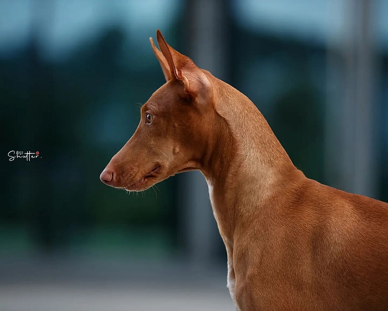 Dog with long nose