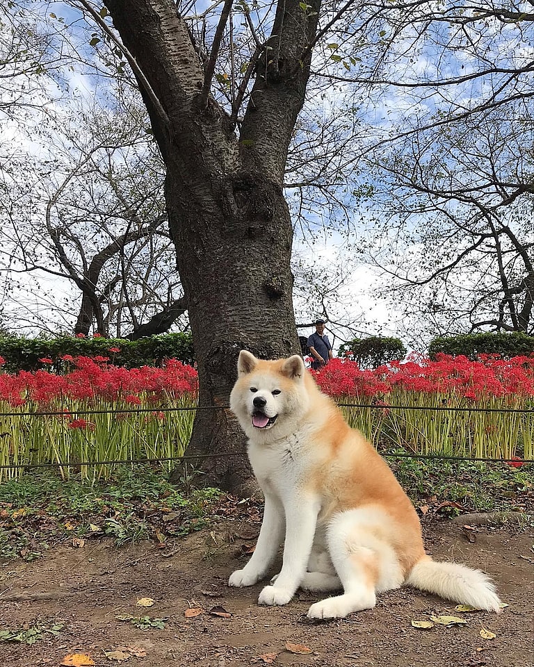 Aggressive Dog Breeds: Akitas