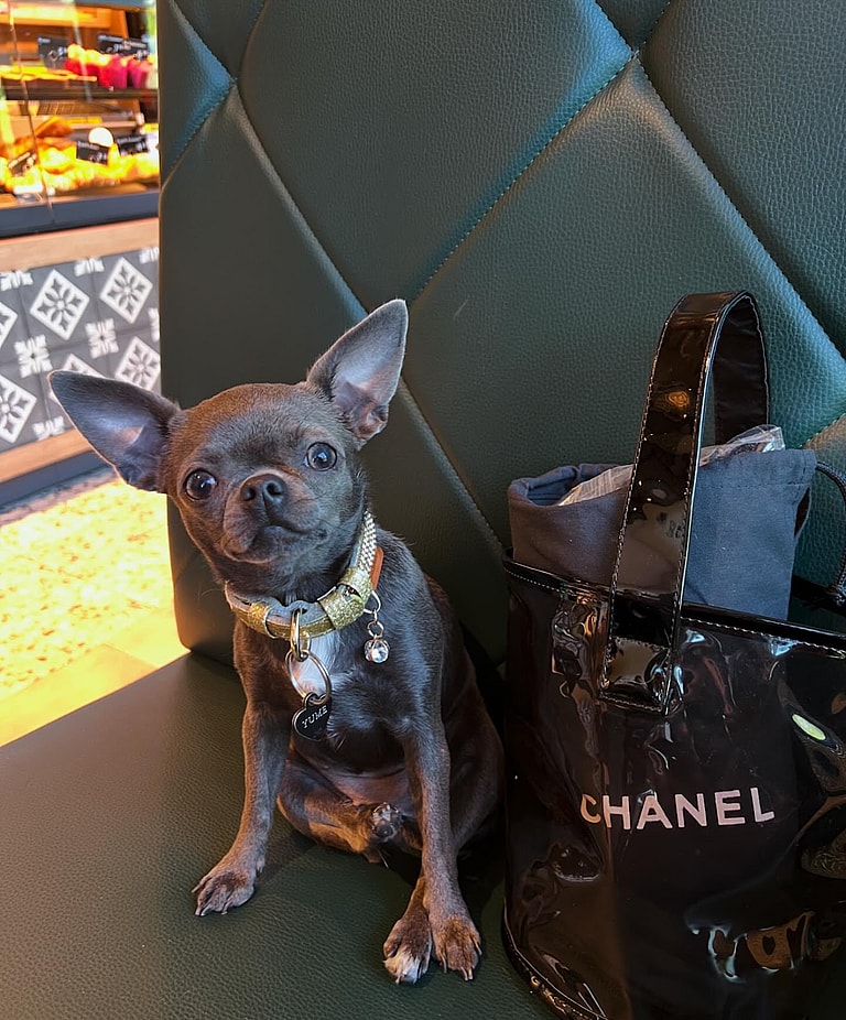 Apple Head Chihuahuas