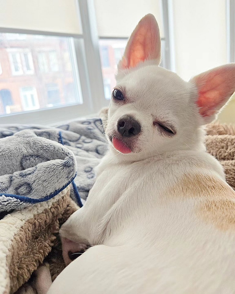 Apple Head Chihuahuas