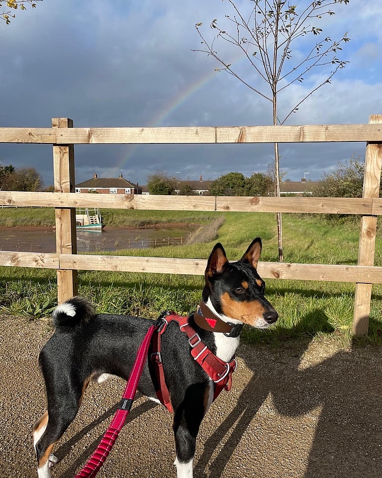 Aggressive Dog Breeds: Basenji