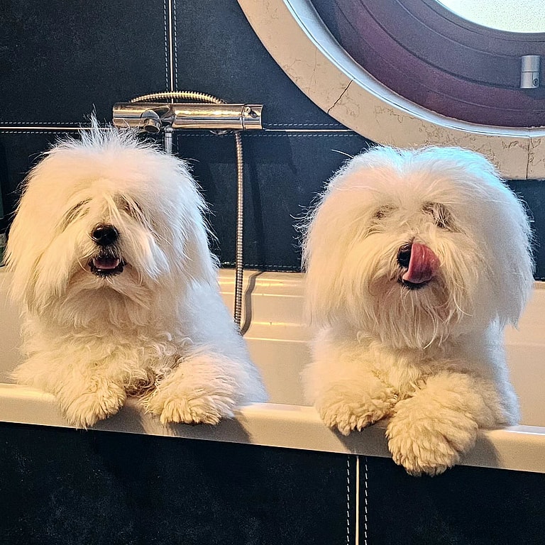 Adorable Coton de Tulear Dog Goes To ‘Air Jail’ For Being a Royal Pain In The Butt