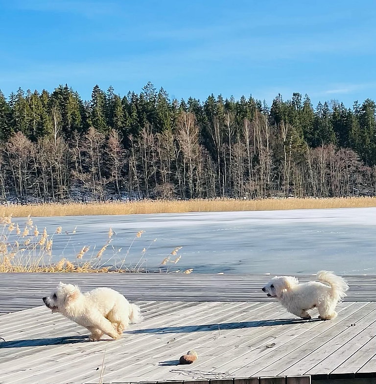 Adorable Coton de Tulear Dog Goes To ‘Air Jail’ For Being a Royal Pain In The Butt