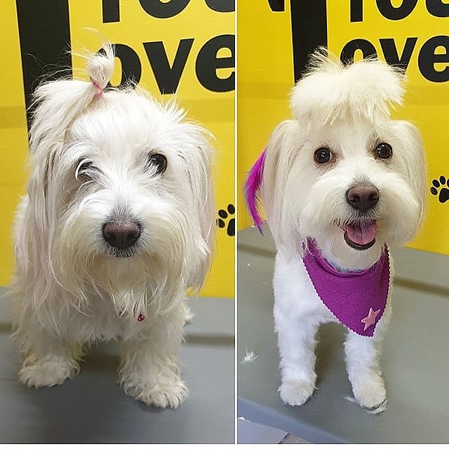 Adorable Coton de Tulear Dog Goes To ‘Air Jail’ For Being a Royal Pain In The Butt