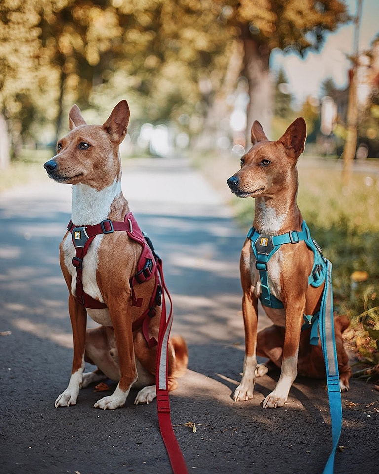 Aggressive Dog Breeds: Basenji