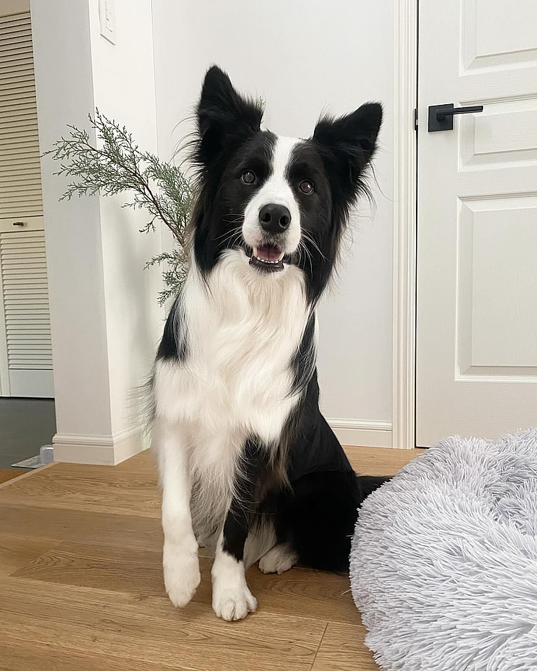 Aggressive Dog Breeds: Border collies