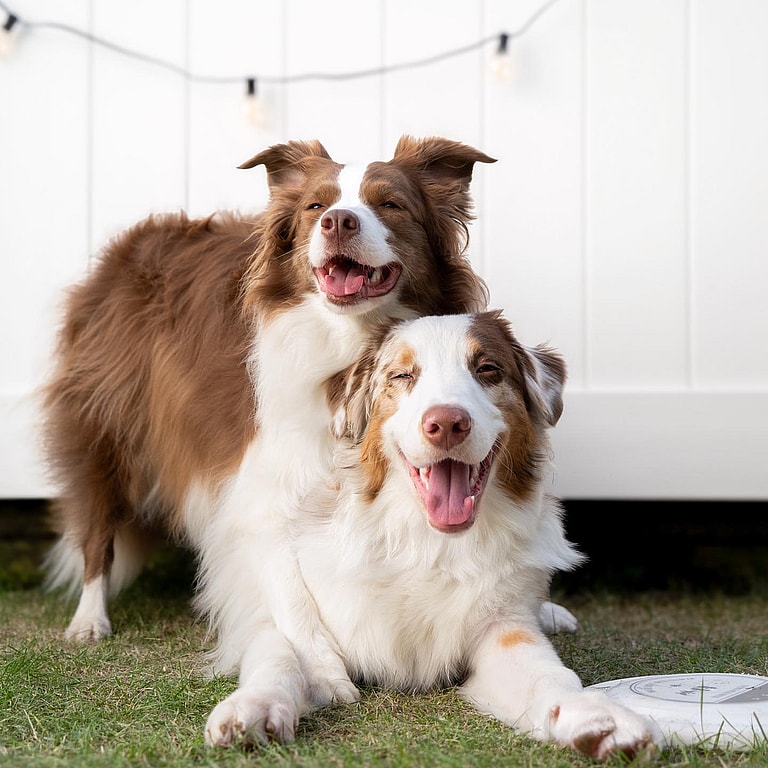 Aggressive Dog Breeds: Border collies