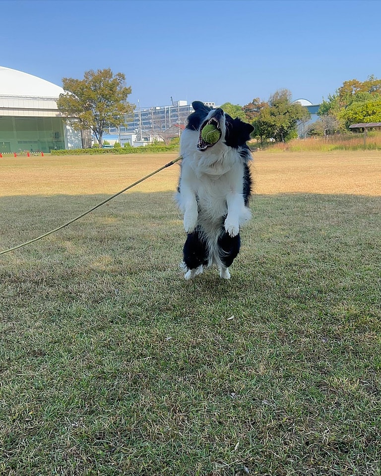 Aggressive Dog Breeds: Border collies