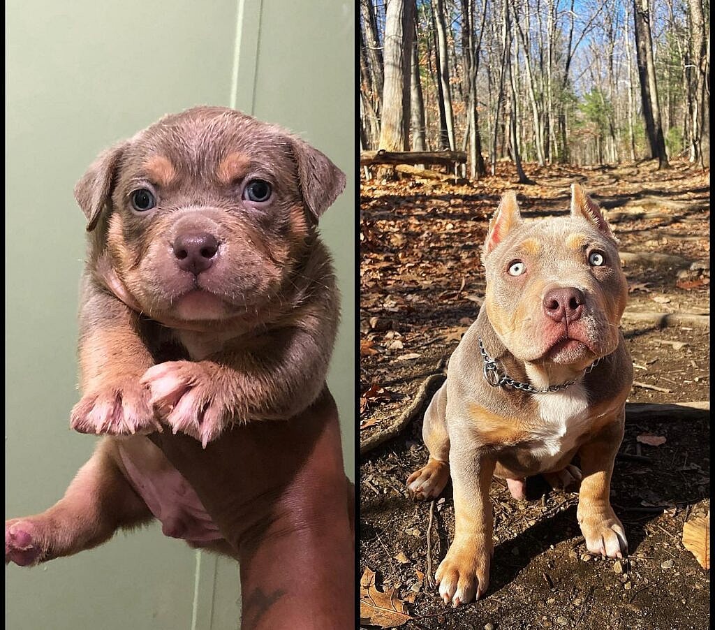 pocket Bully, Pocket Pittie, Micro Bully, Mini Pittie