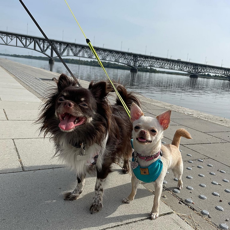 Aggressive Dog Breeds: chihuahuas