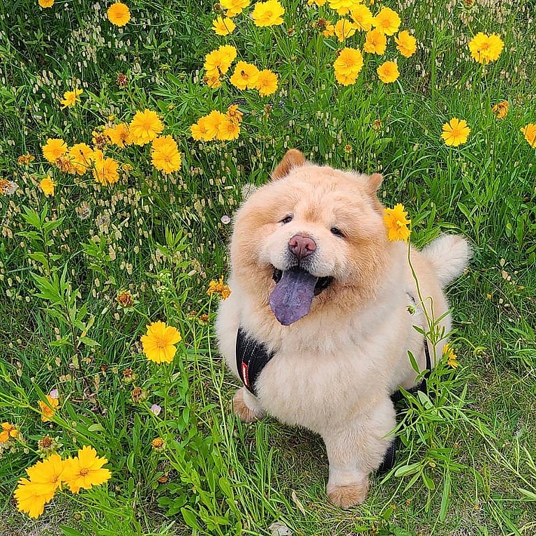 Aggressive Dog Breeds: Chow chows