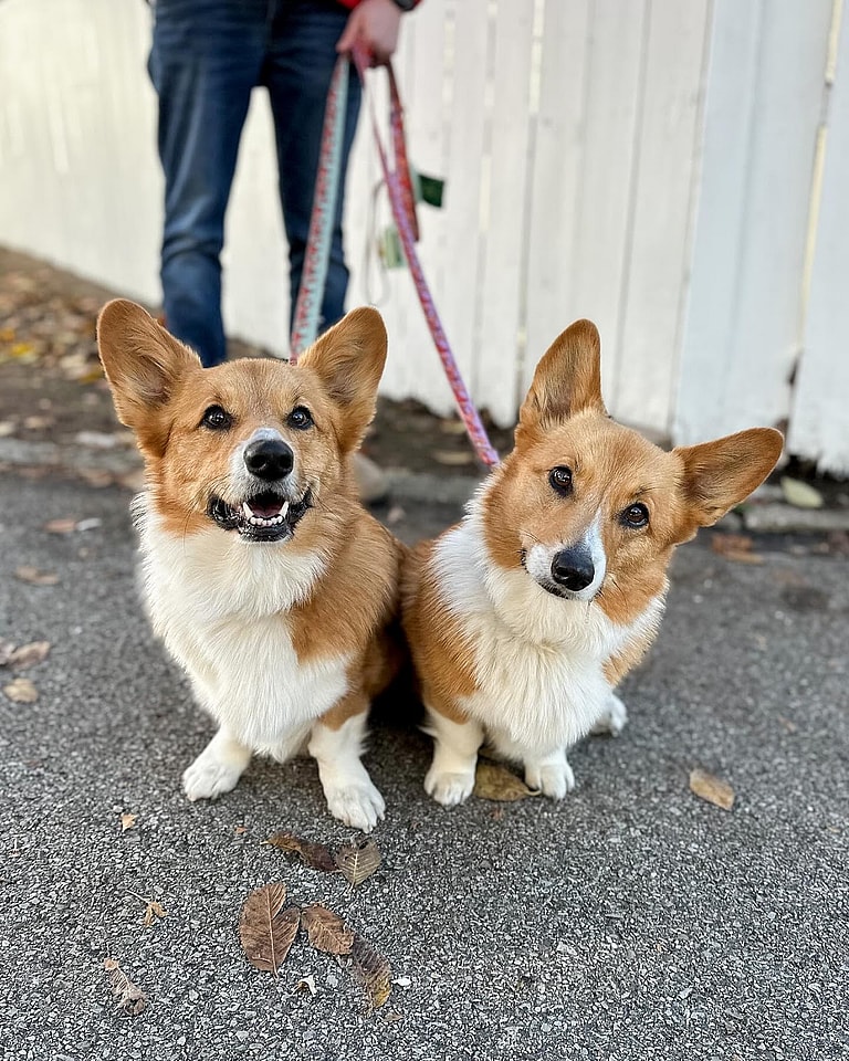 Aggressive Dog Breeds: Corgis