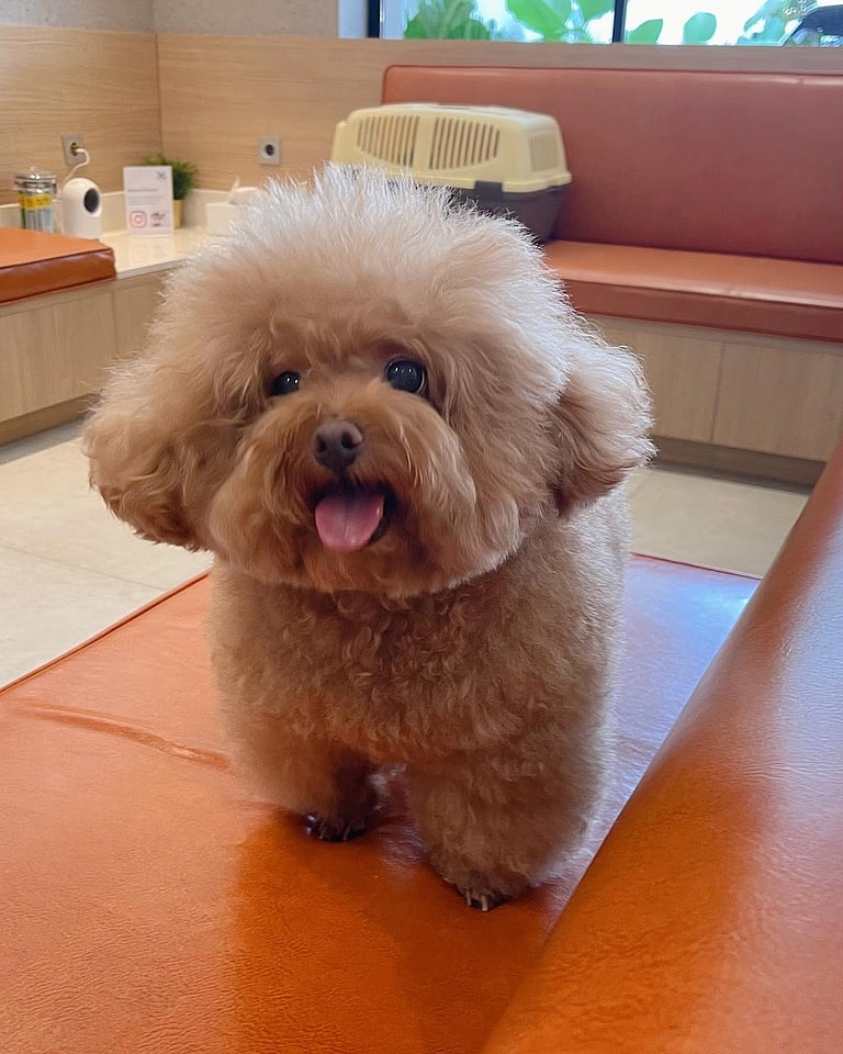 Aggressive Dog Breeds: poodles