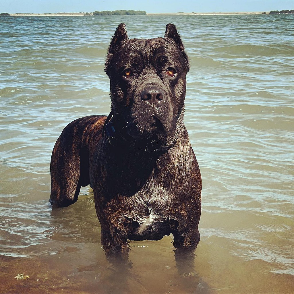 Drax the cane corso