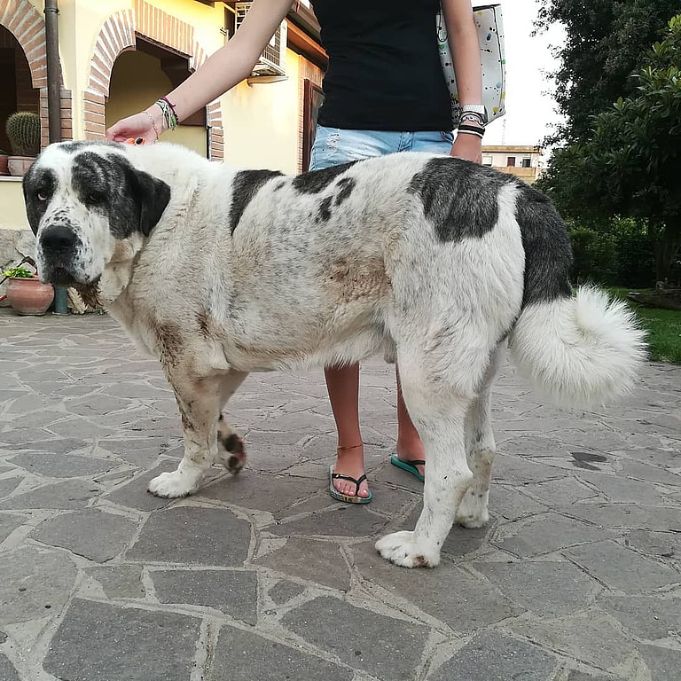 This Dog Was Bred by Mother Nature. Meet the Alabai, the Central Asian Shepherd dog