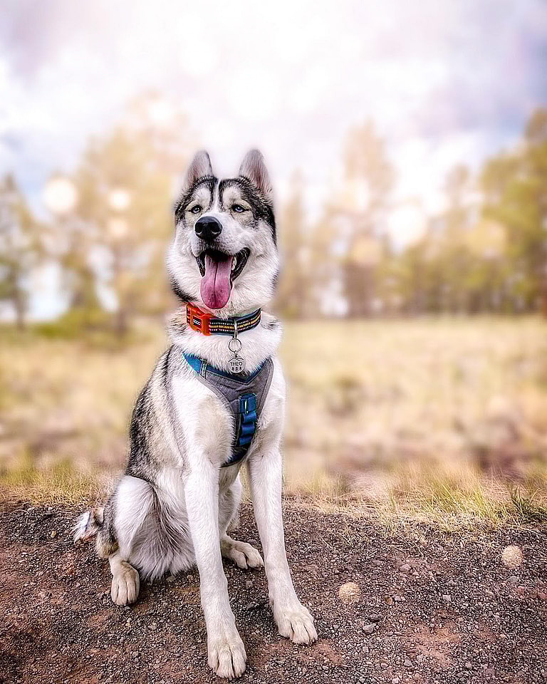 Aggressive Dog Breeds: Huskies