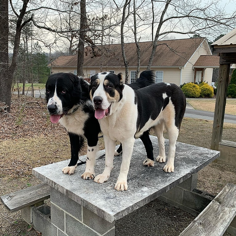 This Dog Was Bred by Mother Nature. Meet the Alabai, the Central Asian Shepherd dog