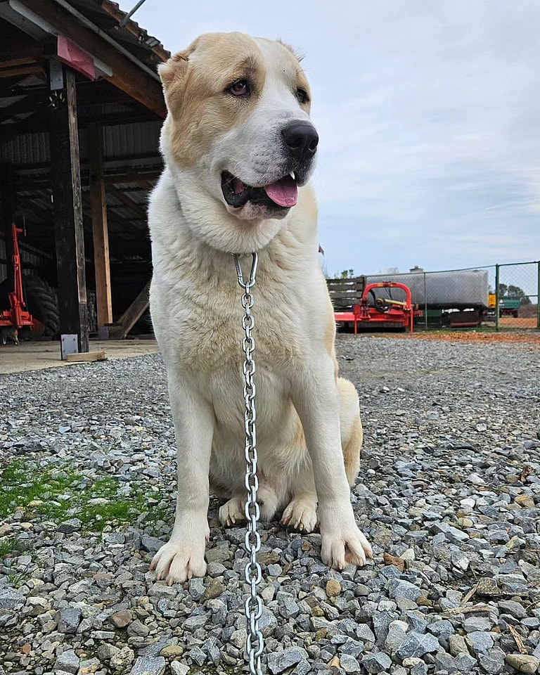 This Dog Was Bred by Mother Nature. Meet the Alabai, the Central Asian Shepherd dog