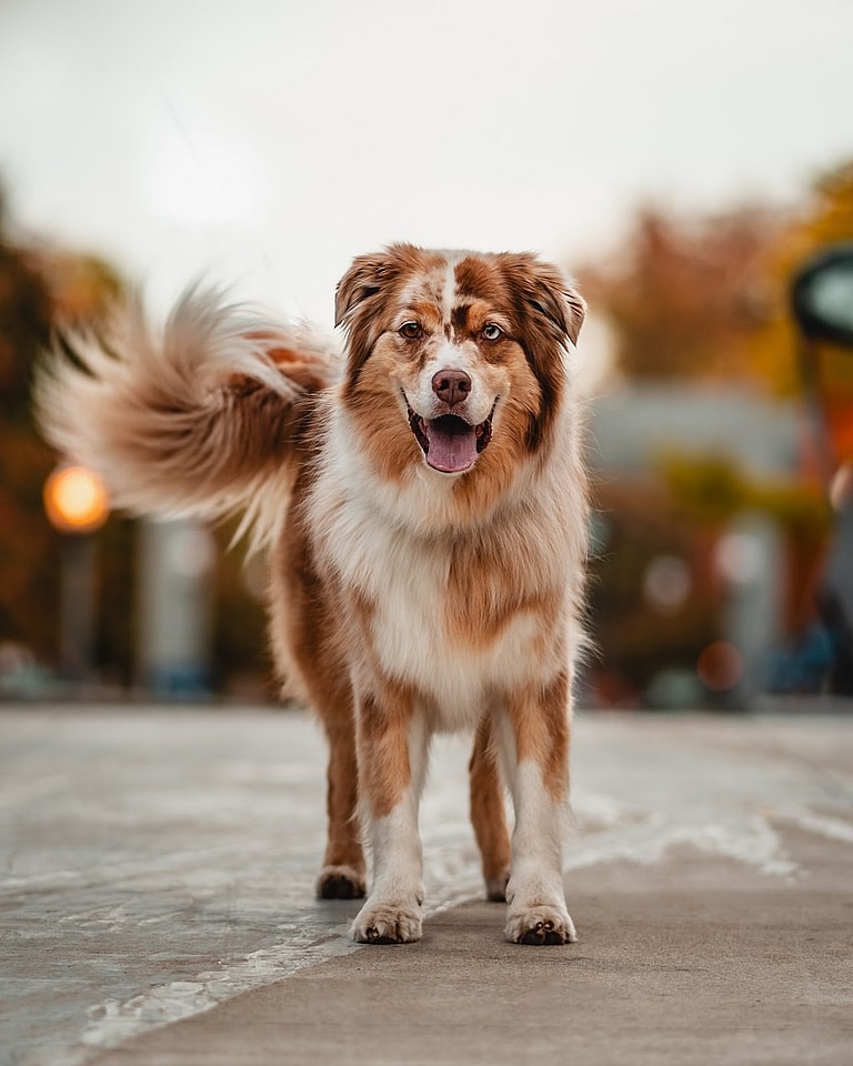Australian Shepherds with Long Tails
