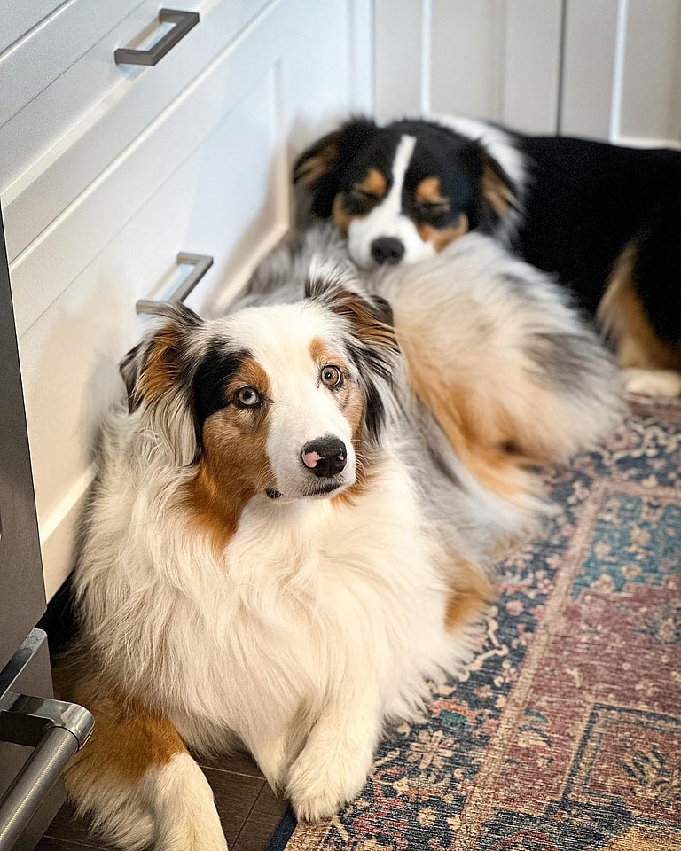 Blue Merle Australian Shepherds