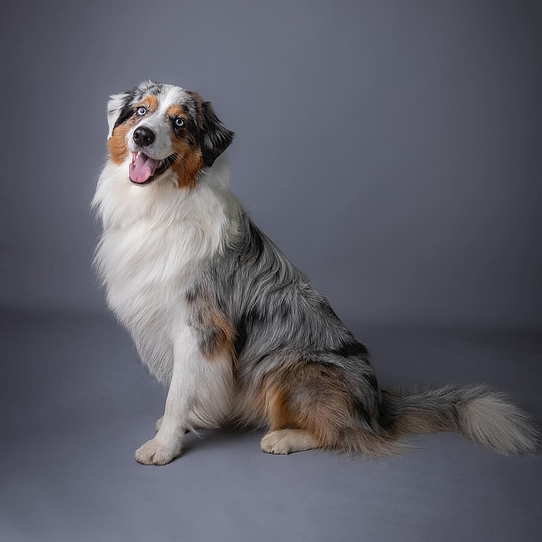Australian Shepherds with Long Tails
