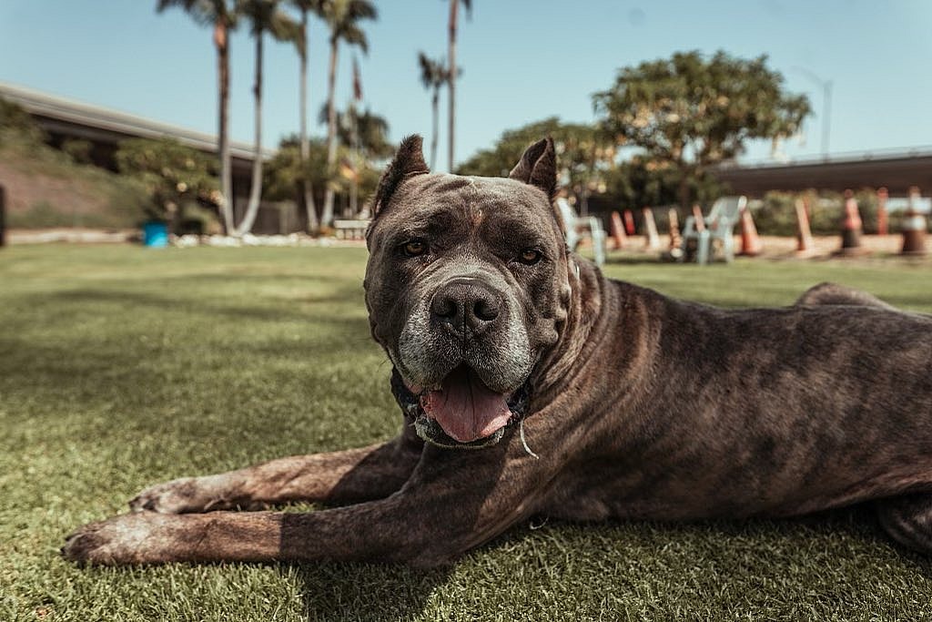 Benny the Cane Corso