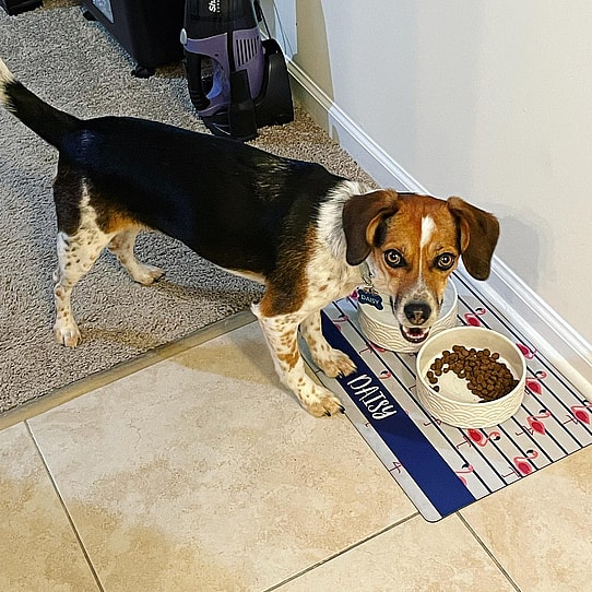 Beagle Mixed with Corgi